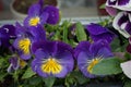 Pansies in a flower box on a windowsill in May. Berlin, Germany Royalty Free Stock Photo